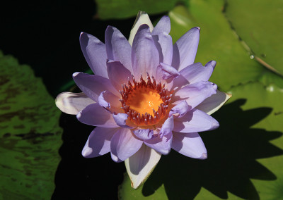 Nymphaea 'Angela'