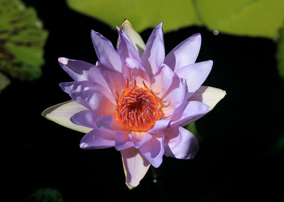 Nymphaea 'Angela'