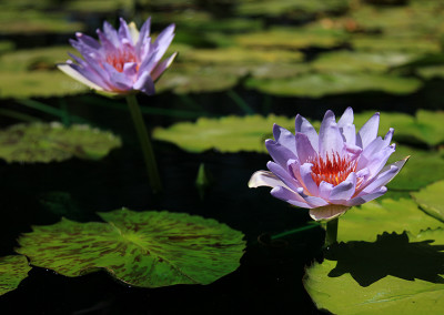 Nymphaea 'Angela'