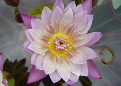 Nymphaea 'Anne Emmet'