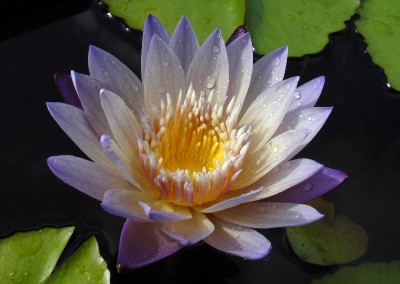 Nymphaea ‘Anne Emmet’