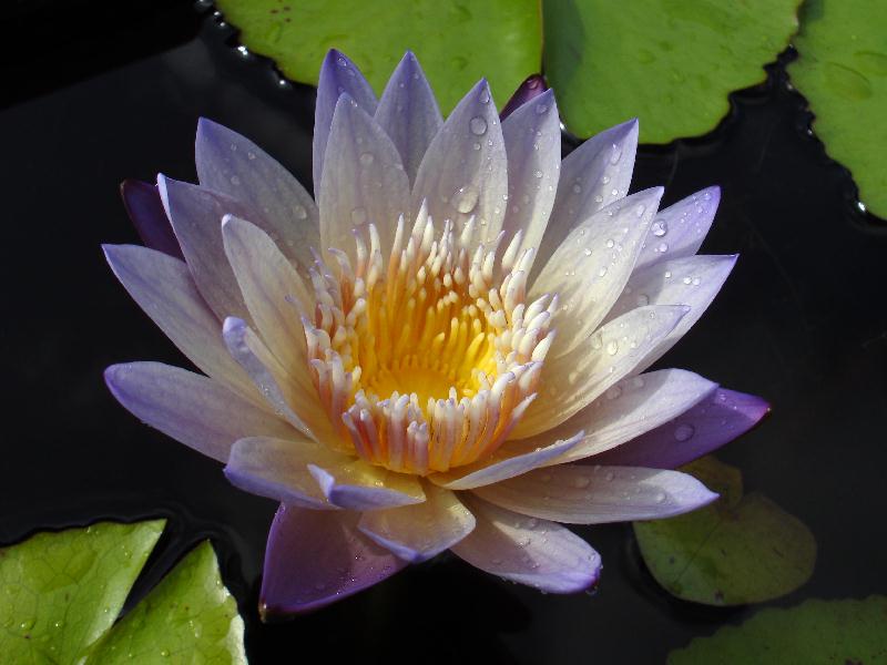 Nymphaea ‘Anne Emmet’