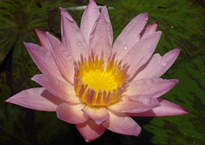 Nymphaea ‘Apricot Pink’