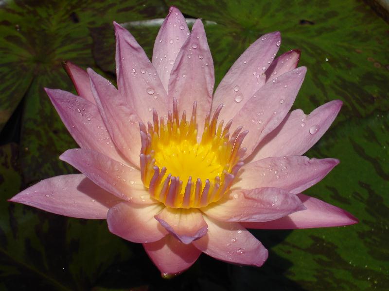 Nymphaea ‘Apricot Pink’