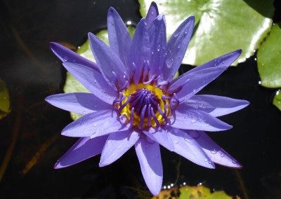 Nymphaea 'Aquarius'