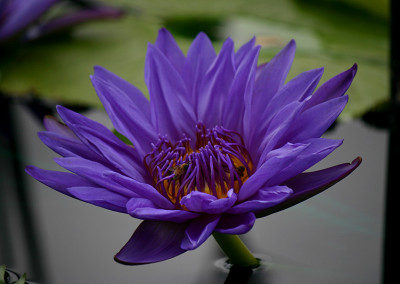 Nymphaea 'Aquarius'