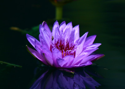 Nymphaea 'Aquarius'