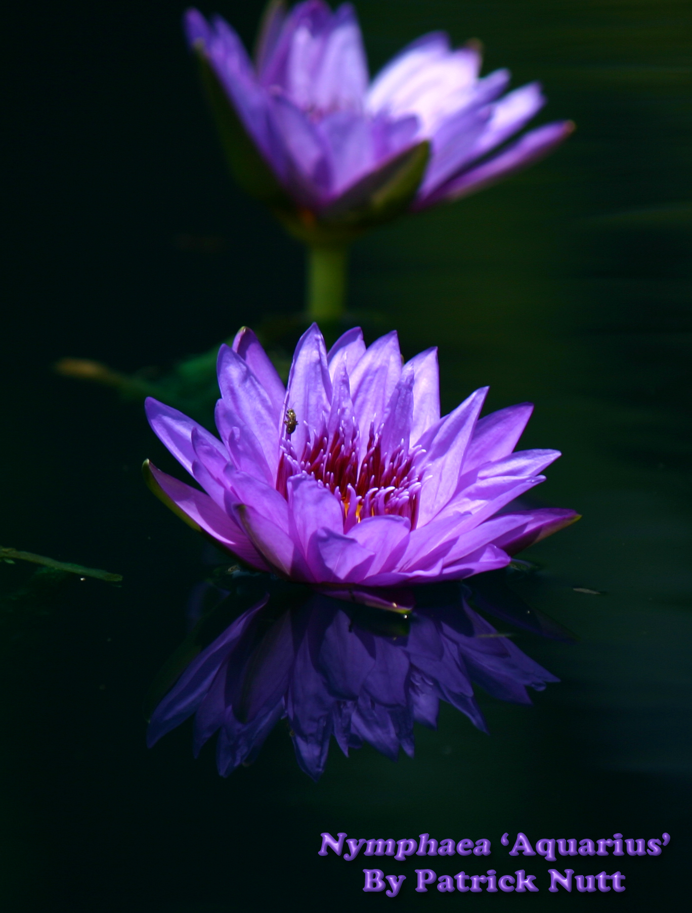 Nymphaea ‘Aquarius’