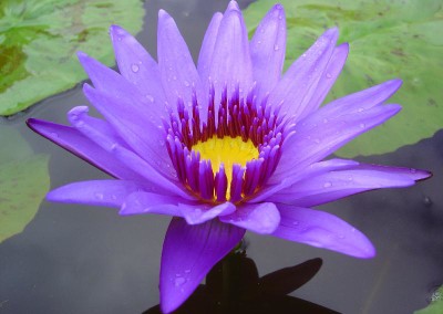 Nymphaea 'Aquarius'