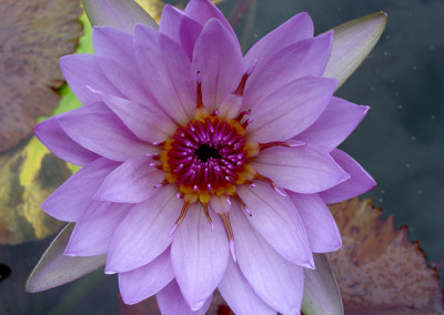 Nymphaea 'August Koch'