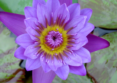 Nymphaea 'August Koch'