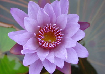 Nymphaea 'August Koch'