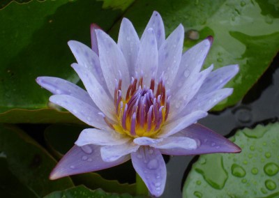 Nymphaea 'August Koch'