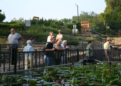 LilyFest 2007