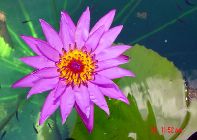 Nymphaea 'Bellachika'