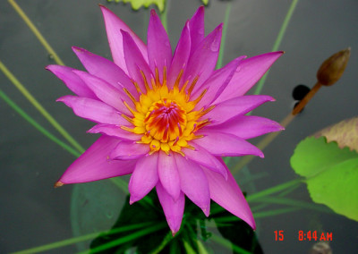 Nymphaea 'Bellachika'