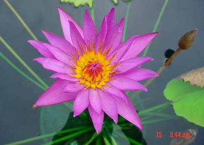 Nymphaea 'Bellachika'