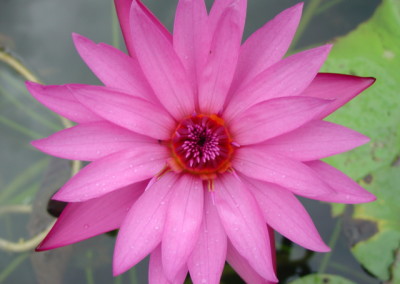 Nymphaea 'Bellachika'