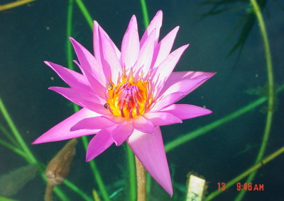 Nymphaea 'Bellachika'