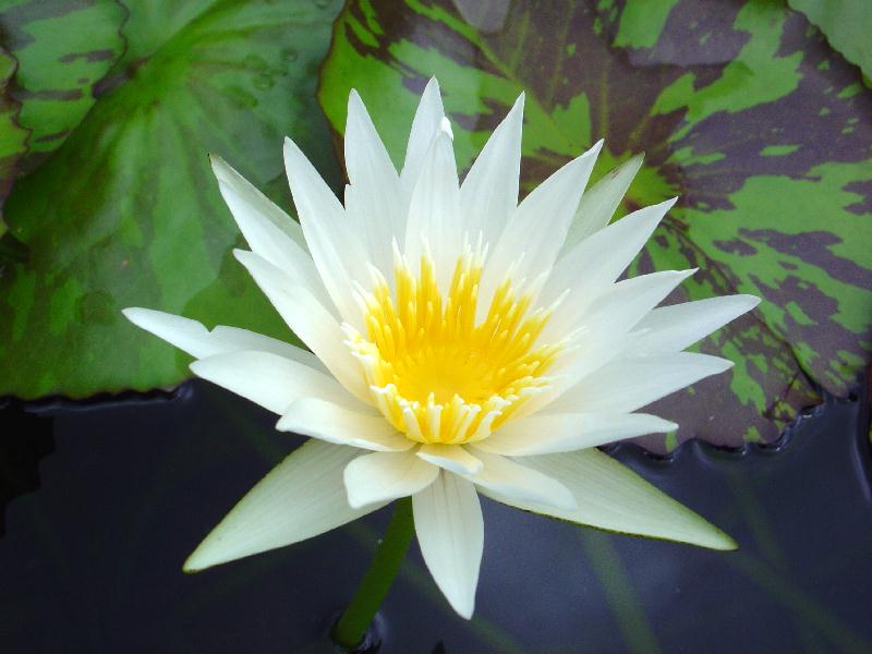 Nymphaea ‘Bengal Tiger’