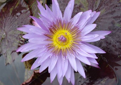 Nymphaea 'Blue Daisy'