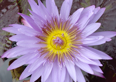 Nymphaea 'Blue Daisy'