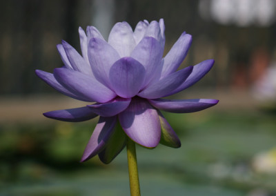 Nymphaea ‘Blue Cloud’