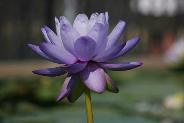 Nymphaea ‘Blue Cloud’