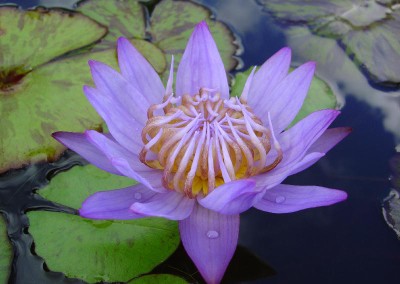 Nymphaea 'Blue Sapphire'