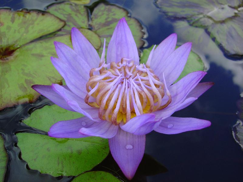 Nymphaea ‘Blue Sapphire’