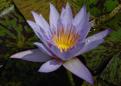 Nymphaea ‘Blue Smoke’