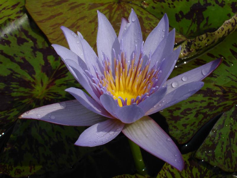 Nymphaea ‘Blue Smoke’