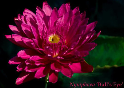 Nymphaea 'Bull's Eye'