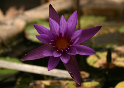 Nymphaea calliantha Conard