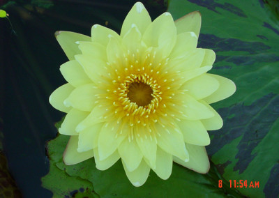 Nymphaea 'Carla's Sonshine'