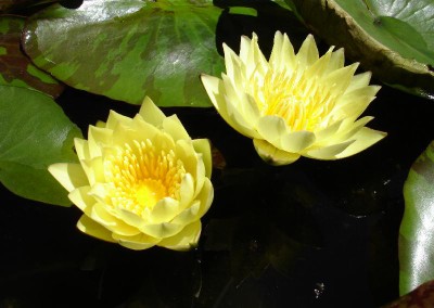 Nymphaea 'Carla's Sonshine'