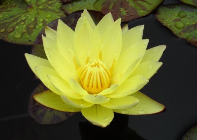 Nymphaea ‘Carla’s Sonshine’