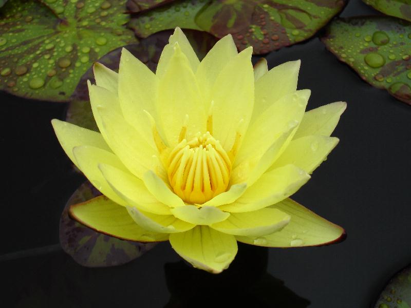 Nymphaea ‘Carla’s Sonshine’