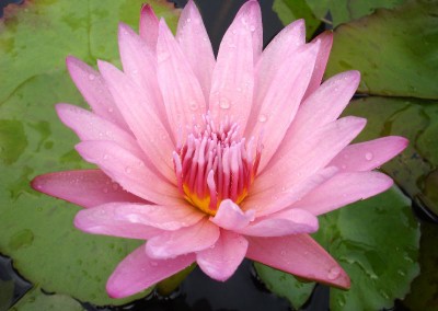 Nymphaea ‘Castaliflora’