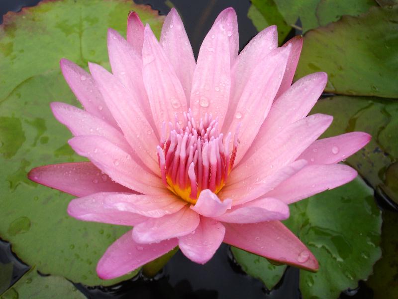 Nymphaea ‘Castaliflora’