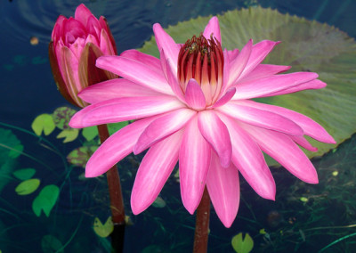 Nymphaea 'Catherine Marie'