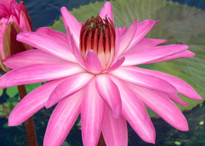 Nymphaea 'Catherine Marie'