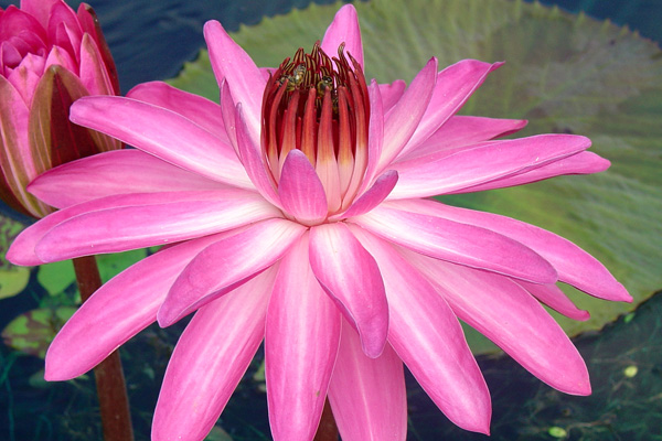 Nymphaea ‘Catherine Marie’