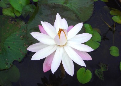 Nymphaea 'Celon Pink'