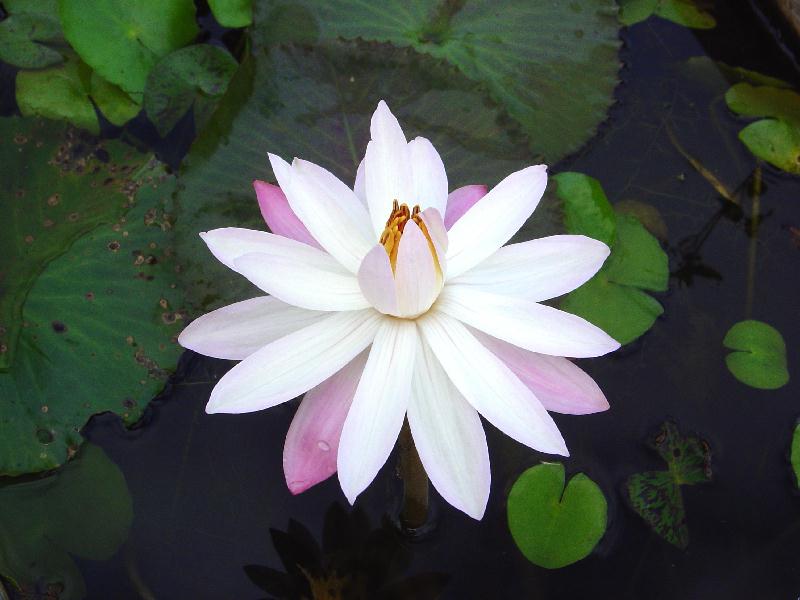 Nymphaea ‘Celon Pink’ | International Waterlily Collection