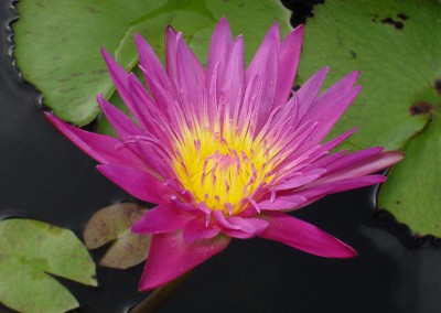 Nymphaea 'Charlie's Pride'