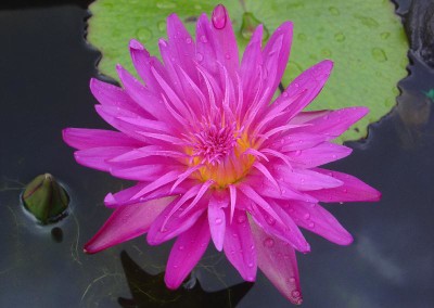 Nymphaea 'Charlie's Pride'