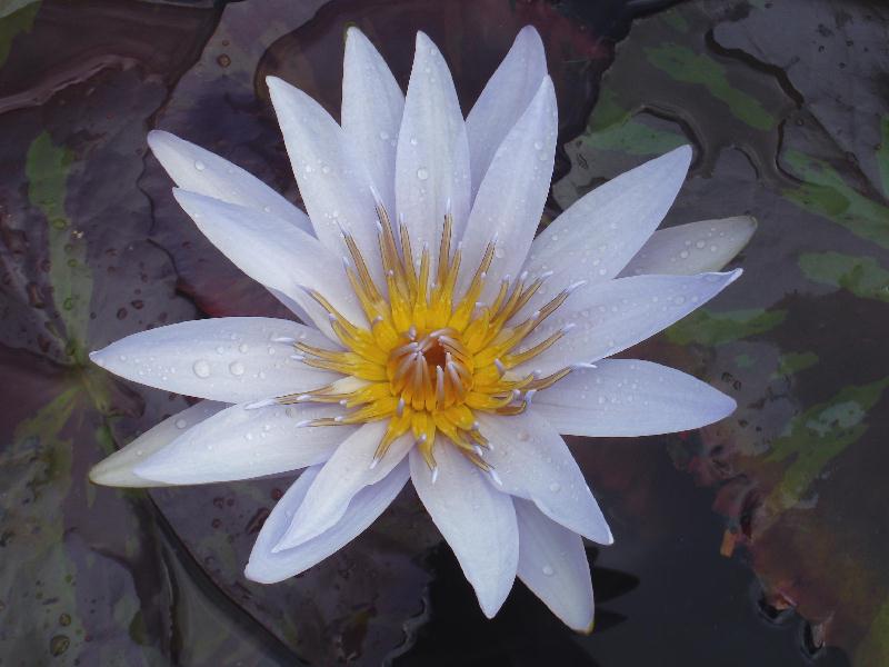 Nymphaea ‘Chaz’