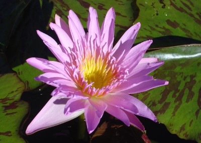 Nymphaea 'Choolarp'