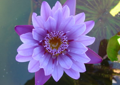 Nymphaea 'Col. Lindberg'